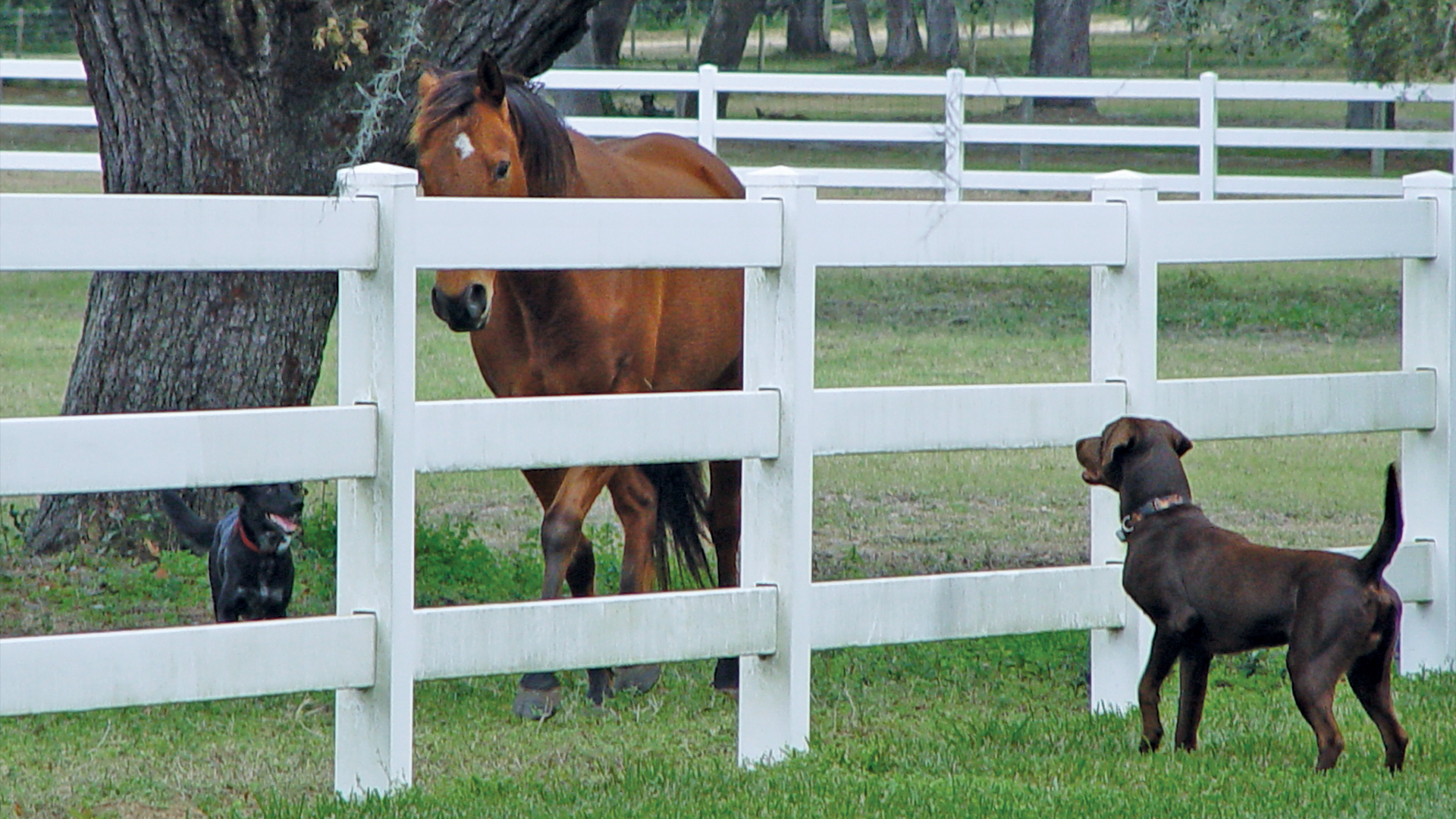 3-Rail Post & Rail Vinyl Fence